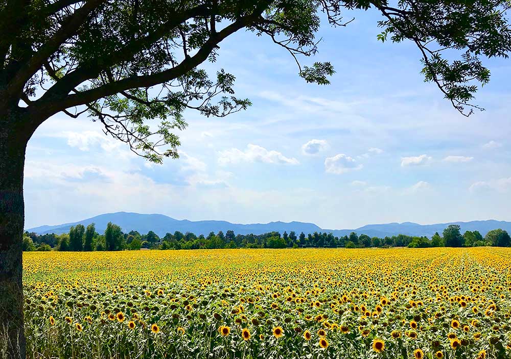 Sonnenblumenzeit