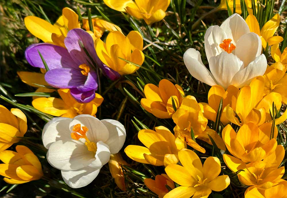 Ich bin der erste Frühlingstag nach dem Winter