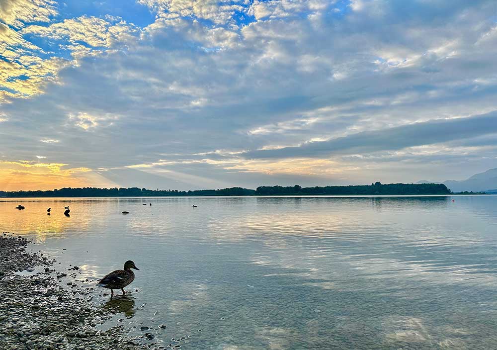 Chiemsee – Entenparadies